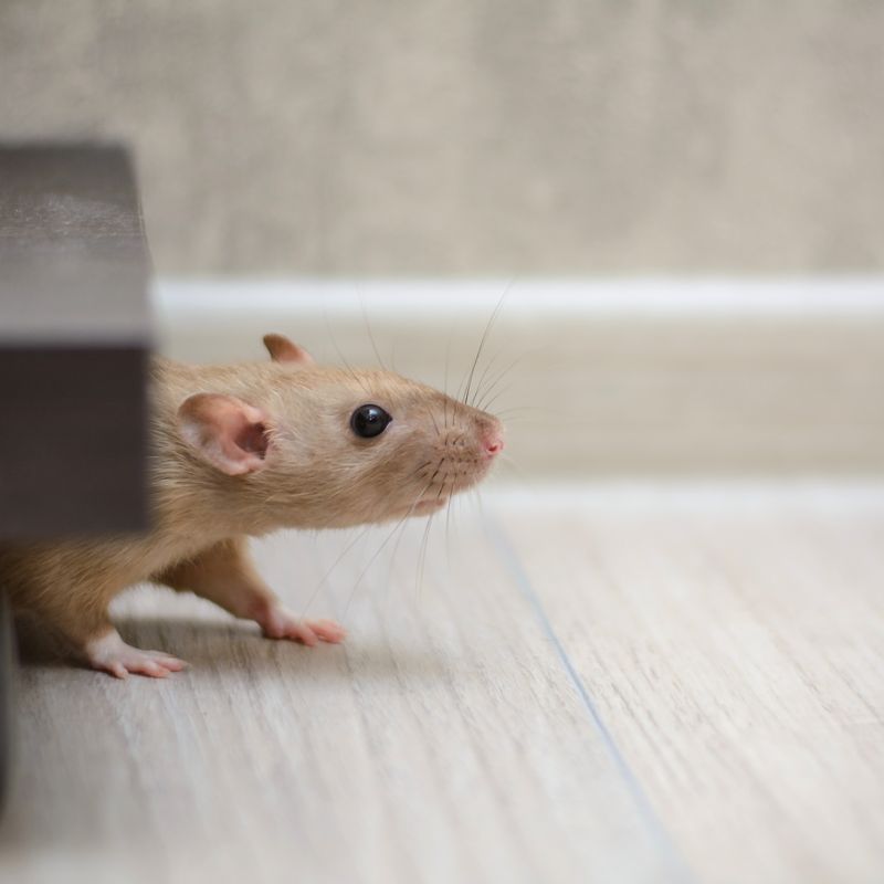 Rodent Control