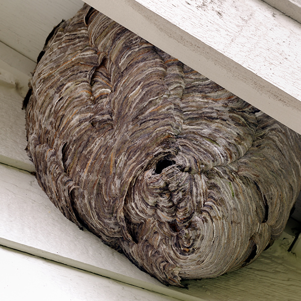 Bee / Wasp Control