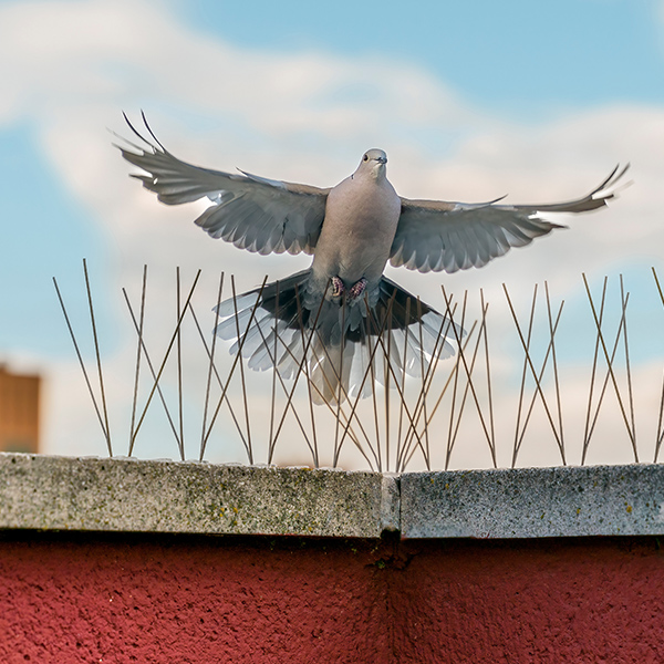 Bird Control