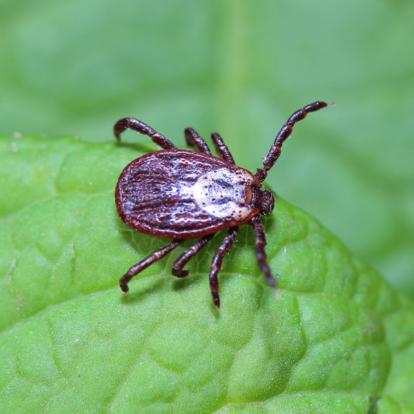 Flea & Tick Control