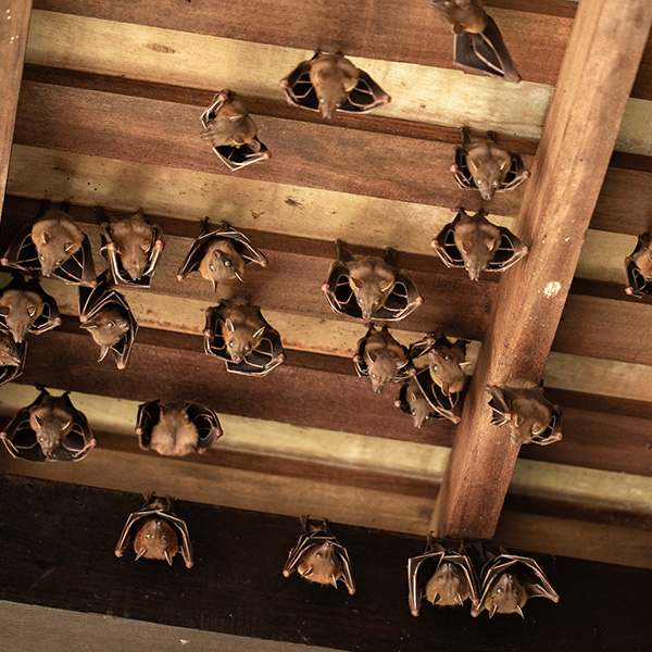 Bat Control