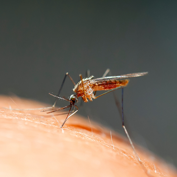 Mosquito Control