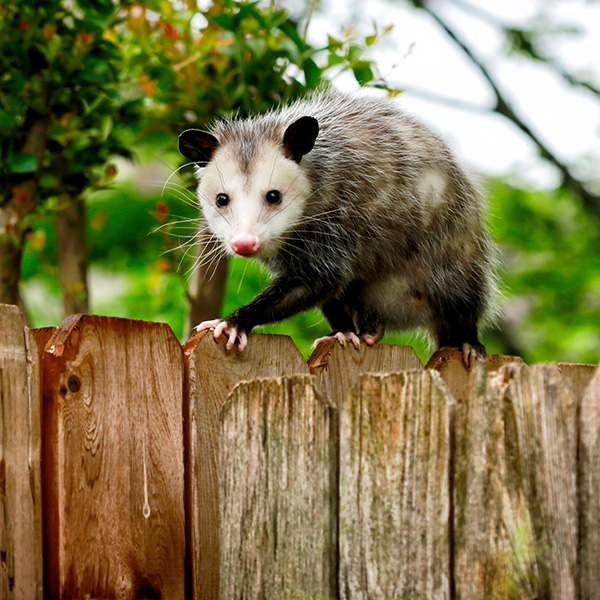 Possum Control