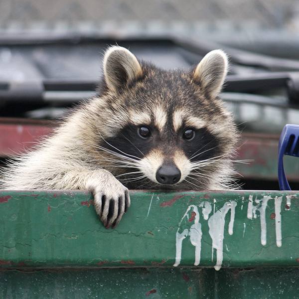 Wildlife Control