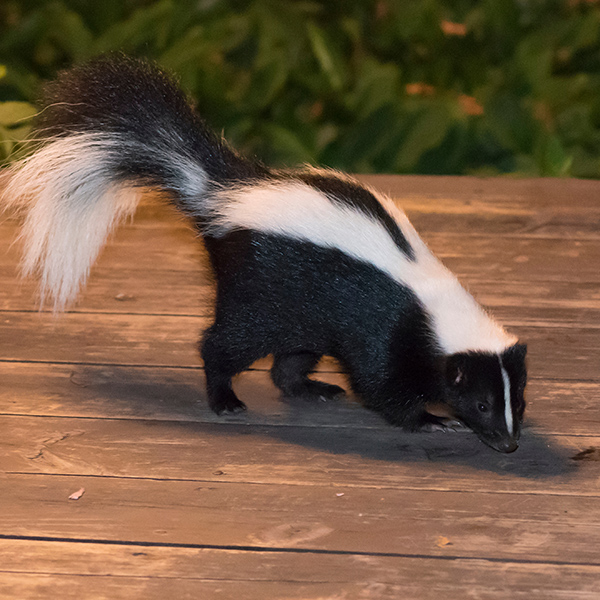Skunk Control